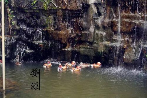 《鸳鸯戏水》LRC歌词 《鸳鸯戏水》(寂悸)歌词555uuu下载