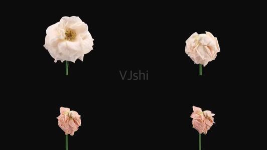 《花开凋落》LRC歌词 《花开凋落》(刘嘉玲)歌词555uuu下载
