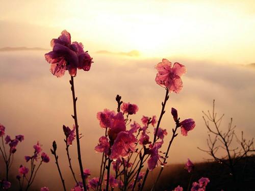 《花事》LRC歌词 《花事》(丛书)歌词555uuu下载