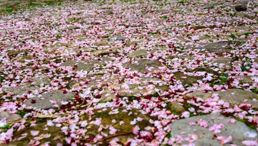 《落花》(李玉刚)歌词555uuu下载