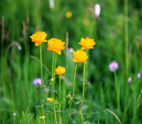 《美丽的金莲花》LRC歌词 《美丽的金莲花》(东方红艳)歌词555uuu下载
