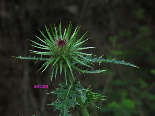 《带刺的美丽》LRC歌词 《带刺的美丽》(4Futures)歌词555uuu下载