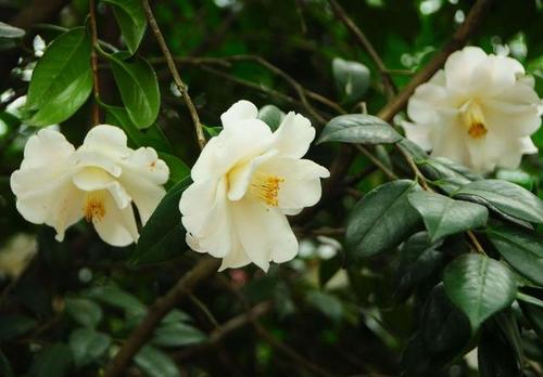 《白山茶》LRC歌词 《白山茶》(陈雪凝)歌词555uuu下载