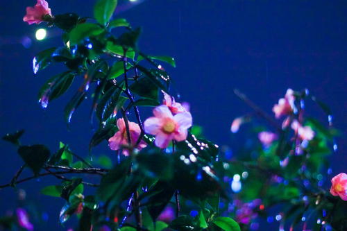 《雨夜花》LRC歌词 《雨夜花》(韓寶儀)歌词555uuu下载