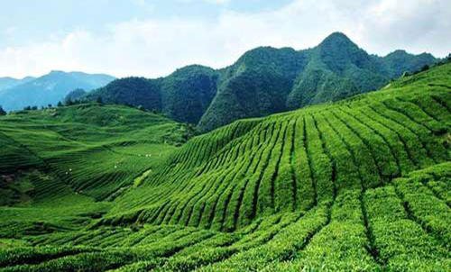 《美丽的茶海》LRC歌词 《美丽的茶海》(姚天成)歌词555uuu下载