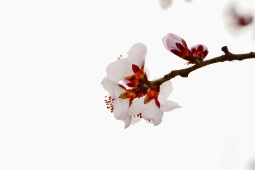 《一枝桃花》LRC歌词 《一枝桃花》(张冬玲)歌词555uuu下载