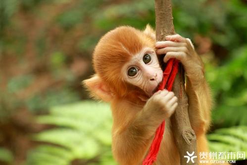 《可爱的小猕猴》LRC歌词 《可爱的小猕猴》(孙佳星)歌词555uuu下载