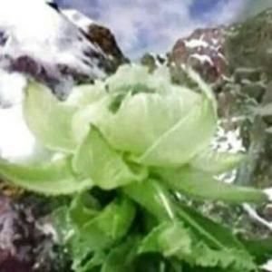 《雪中莲》LRC歌词 《雪中莲》(王菲)歌词555uuu下载