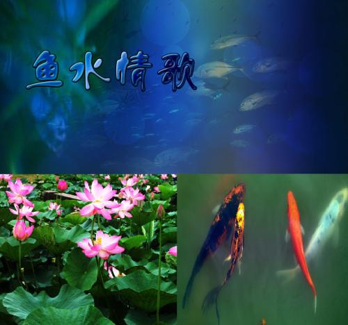 《鱼水情歌》LRC歌词 《鱼水情歌》(许强&陈瑞)歌词555uuu下载