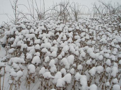 《记忆里的雪》(龙梅子)歌词555uuu下载