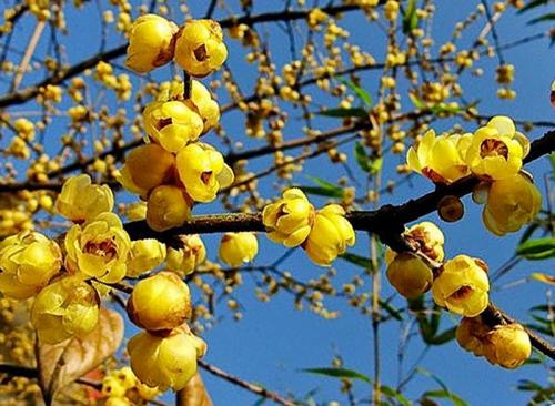 《腊梅花》LRC歌词 《腊梅花》(石文)歌词555uuu下载