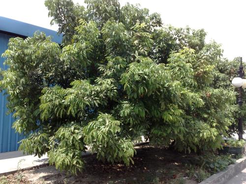 《家乡的龙眼树》LRC歌词 《家乡的龙眼树》(成龙)歌词555uuu下载