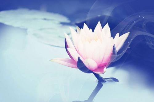 《前世一朵莲》LRC歌词 《前世一朵莲》(卫星)歌词555uuu下载
