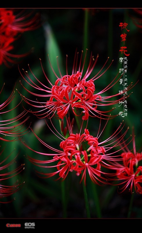 《《曼珠花》》LRC歌词 《《曼珠花》》(宁文)歌词555uuu下载