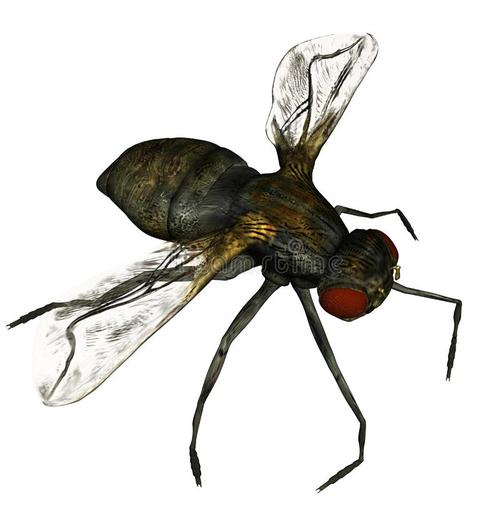 《FLY》LRC歌词 《FLY》(印子月)歌词555uuu下载