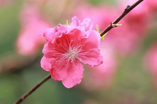 《孤花灼》LRC歌词 《孤花灼》(曲肖冰)歌词555uuu下载