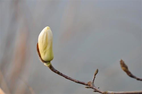 《花开自在》(柏文)歌词555uuu下载