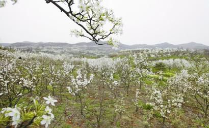 《曹家梨花美》LRC歌词 《曹家梨花美》(蒋婴)歌词555uuu下载
