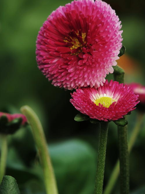 《沾花惹草》LRC歌词 《沾花惹草》(寒武纪)歌词555uuu下载
