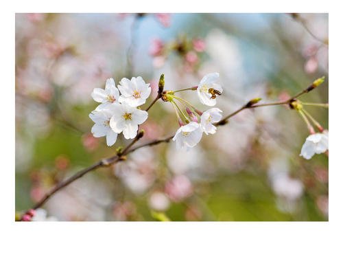 《花开不败》LRC歌词 《花开不败》(高迪)歌词555uuu下载