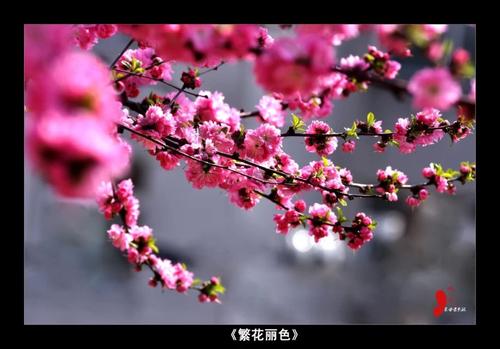 《春心醉》LRC歌词 《春心醉》(枫舞&晓依)歌词555uuu下载