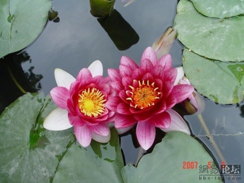 《爱在心中起涟漪》LRC歌词 《爱在心中起涟漪》(望海高歌)歌词555uuu下载