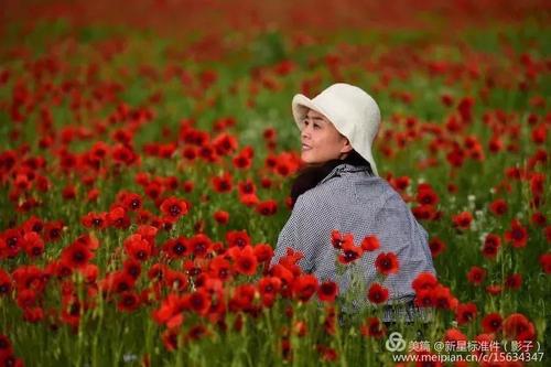 《爱情如花》LRC歌词 《爱情如花》(魏新雨)歌词555uuu下载