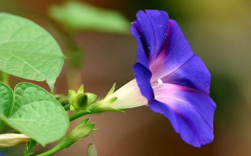 《牵牛花》LRC歌词 《牵牛花》(崔伟立)歌词555uuu下载