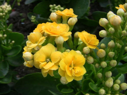 《爱的花期》LRC歌词 《爱的花期》(赵真)歌词555uuu下载