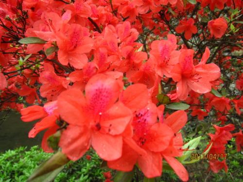 《火红的杜鹃花》LRC歌词 《火红的杜鹃花》(谭晶)歌词555uuu下载