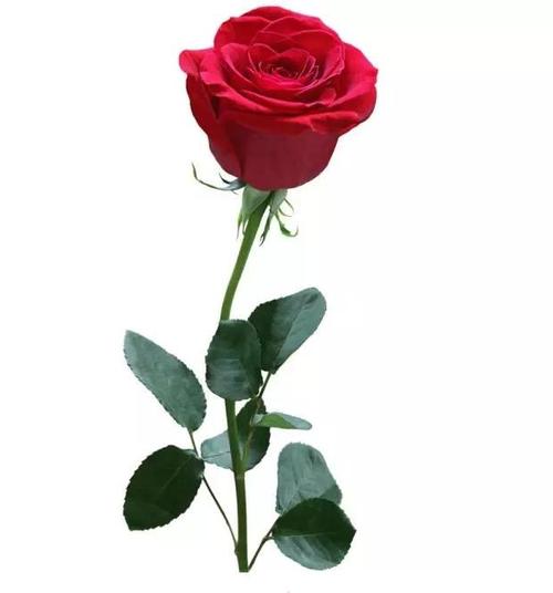 《送我一朵玫瑰花》LRC歌词 《送我一朵玫瑰花》(乌兰图雅)歌词555uuu下载