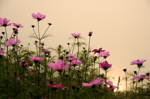 《又见格桑花》LRC歌词 《又见格桑花》(周强&王亮亮)歌词555uuu下载