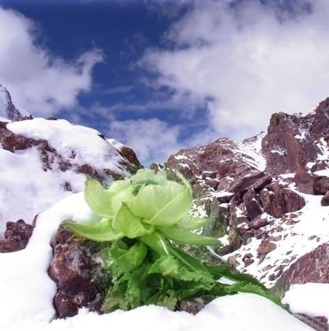 《天边的雪莲花》LRC歌词 《天边的雪莲花》(大庆小芳)歌词555uuu下载