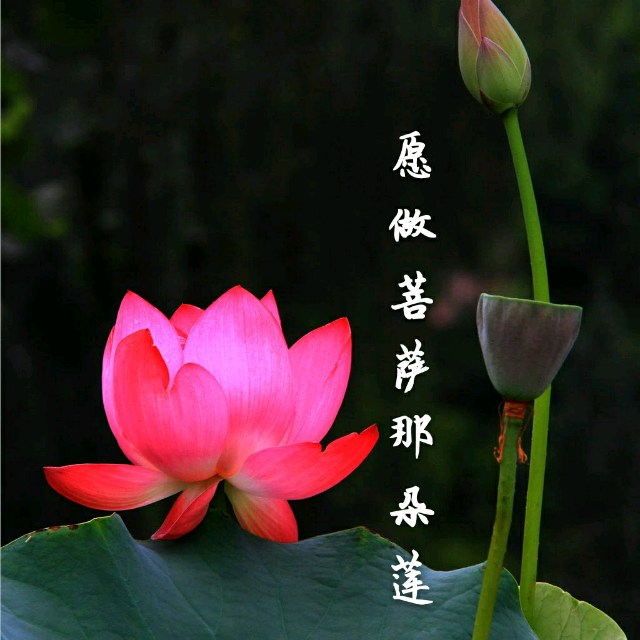 《两朵莲》LRC歌词 《两朵莲》(桐瑶)歌词555uuu下载
