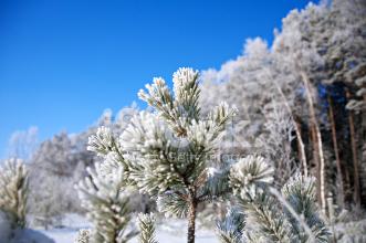《frozen fir tree》(KOTOKO)歌词555uuu下载