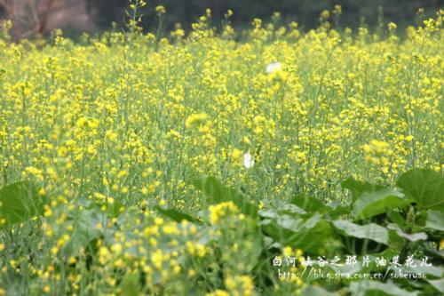 《油菜花儿之恋》(龙飞&蒋婴)歌词555uuu下载