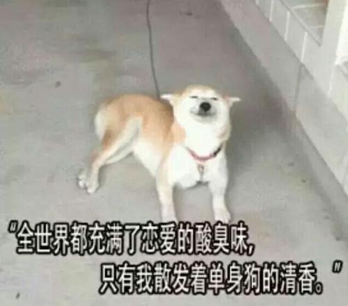 《没谈过恋爱》LRC歌词 《没谈过恋爱》(庄心妍)歌词555uuu下载
