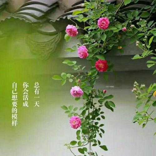 《今生只做你的红颜》LRC歌词 《今生只做你的红颜》(白水鉴心)歌词555uuu下载
