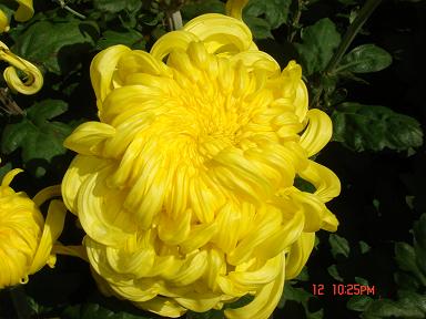 《又见菊花黄》LRC歌词 《又见菊花黄》(王觉)歌词555uuu下载