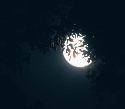 《思念的夜》LRC歌词 《思念的夜》(天籁天)歌词555uuu下载