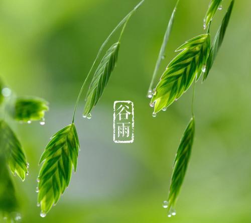《谷雨》LRC歌词 《谷雨》(音阙诗听、赵方婧)歌词555uuu下载