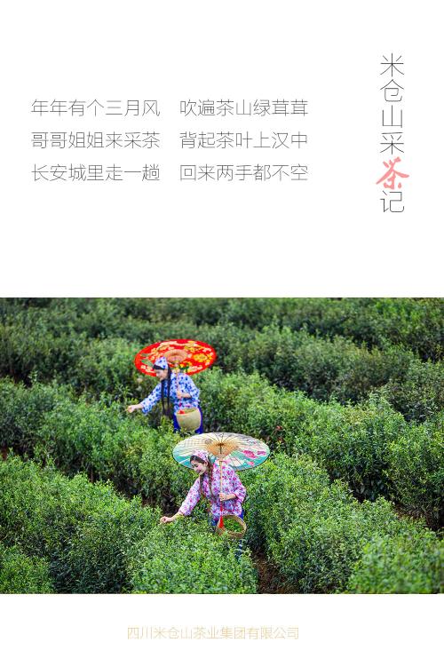 《采茶姐妹上茶山》LRC歌词 《采茶姐妹上茶山》(罗宁娜)歌词555uuu下载
