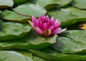 《水芙蓉》LRC歌词 《水芙蓉》(李伟)歌词555uuu下载