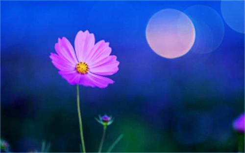 《月亮花儿开》LRC歌词 《月亮花儿开》(宋祖英)歌词555uuu下载