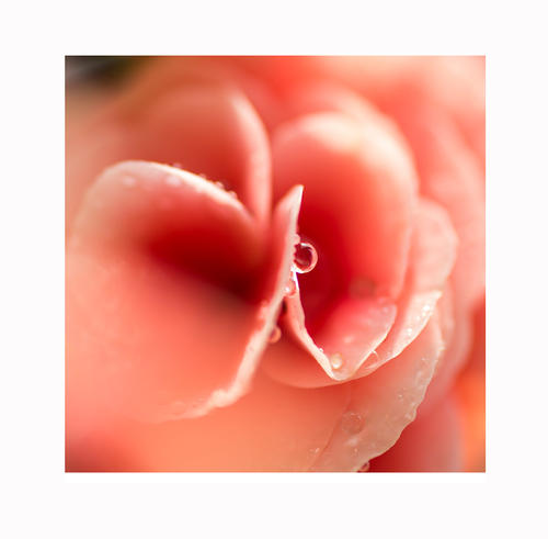 《花瓣泪》LRC歌词 《花瓣泪》(水舞颜&陈宝钦)歌词555uuu下载