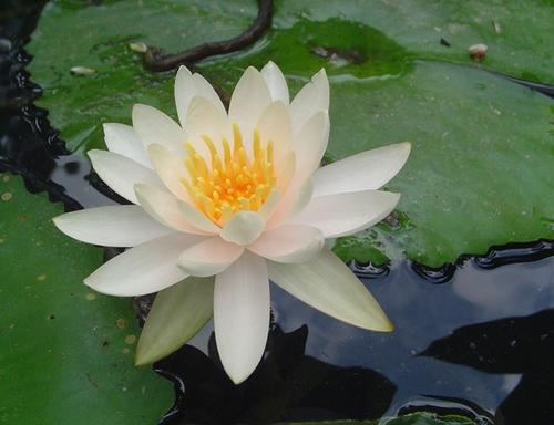 《莲花》LRC歌词 《莲花》(李玉刚)歌词555uuu下载