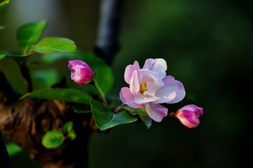 《花开》LRC歌词 《花开》(周深)歌词555uuu下载