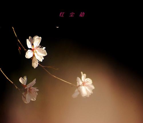 《红尘劫》LRC歌词 《红尘劫》(蒋婴)歌词555uuu下载