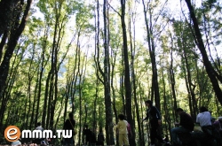 《a towering tree》(孔瀚德)歌词555uuu下载