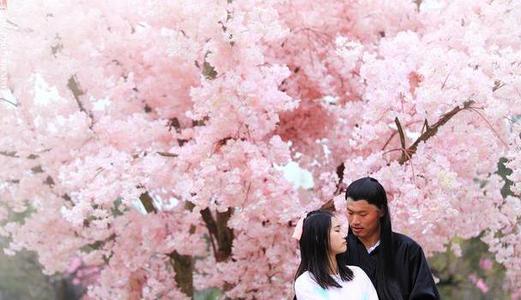 《转世桃花》LRC歌词 《转世桃花》(司徒兰芳)歌词555uuu下载